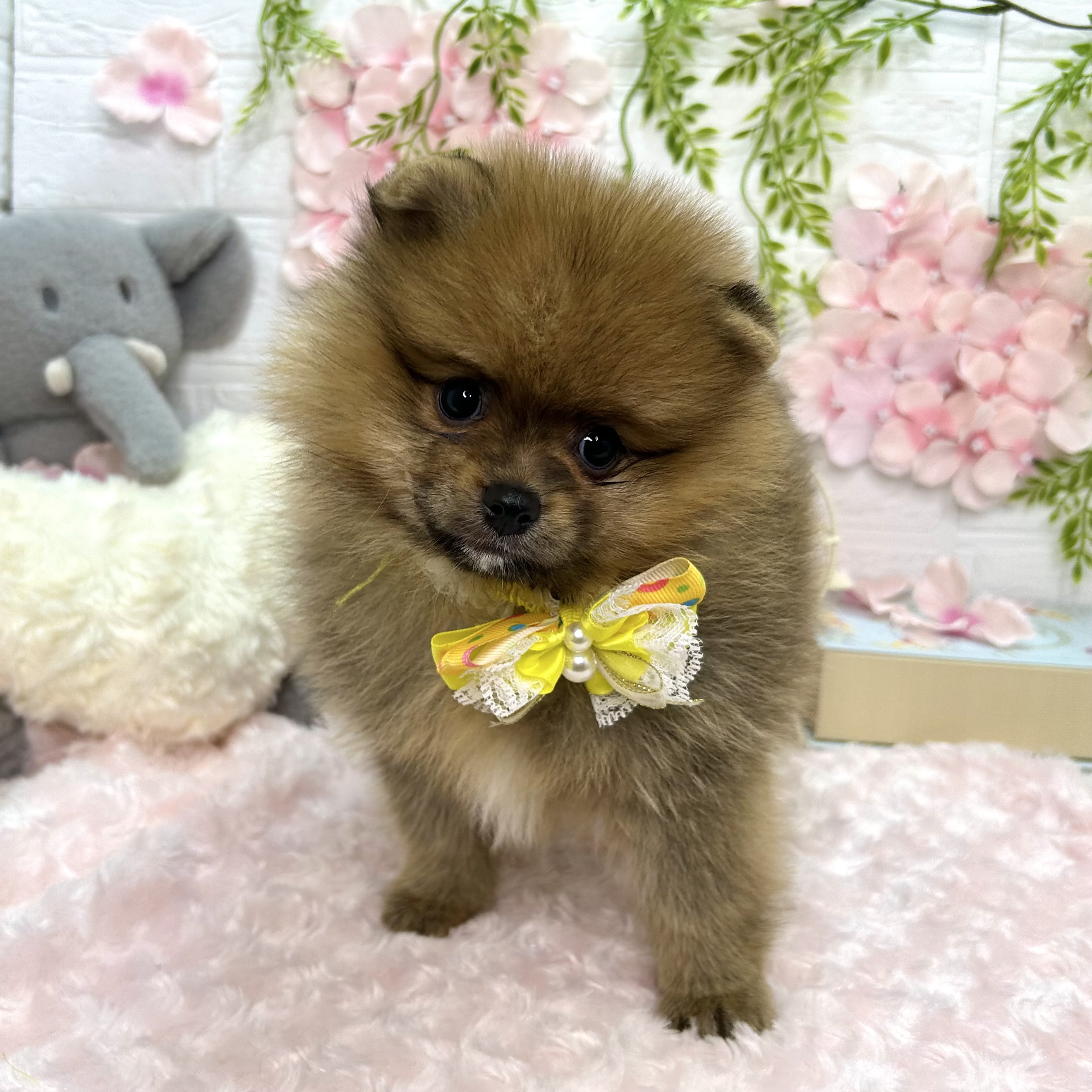 大阪府のポメラニアン (ペッツワン東大阪店/2026年3月12日生まれ/男の子/オレンジ)の子犬