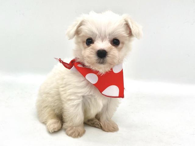 埼玉県のハーフ犬・ミックス犬 (ペッツワンなめがわモール店/2026年3月8日生まれ/男の子/ホワイト)の子犬