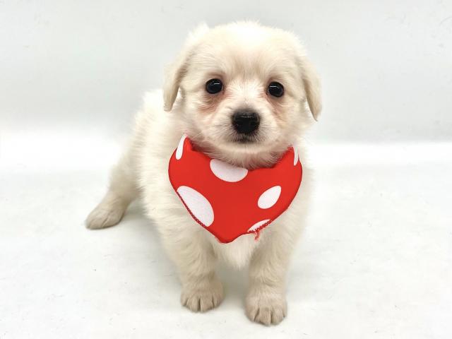 埼玉県のハーフ犬・ミックス犬 (ペッツワンなめがわモール店/2026年3月10日生まれ/男の子/クリーム)の子犬