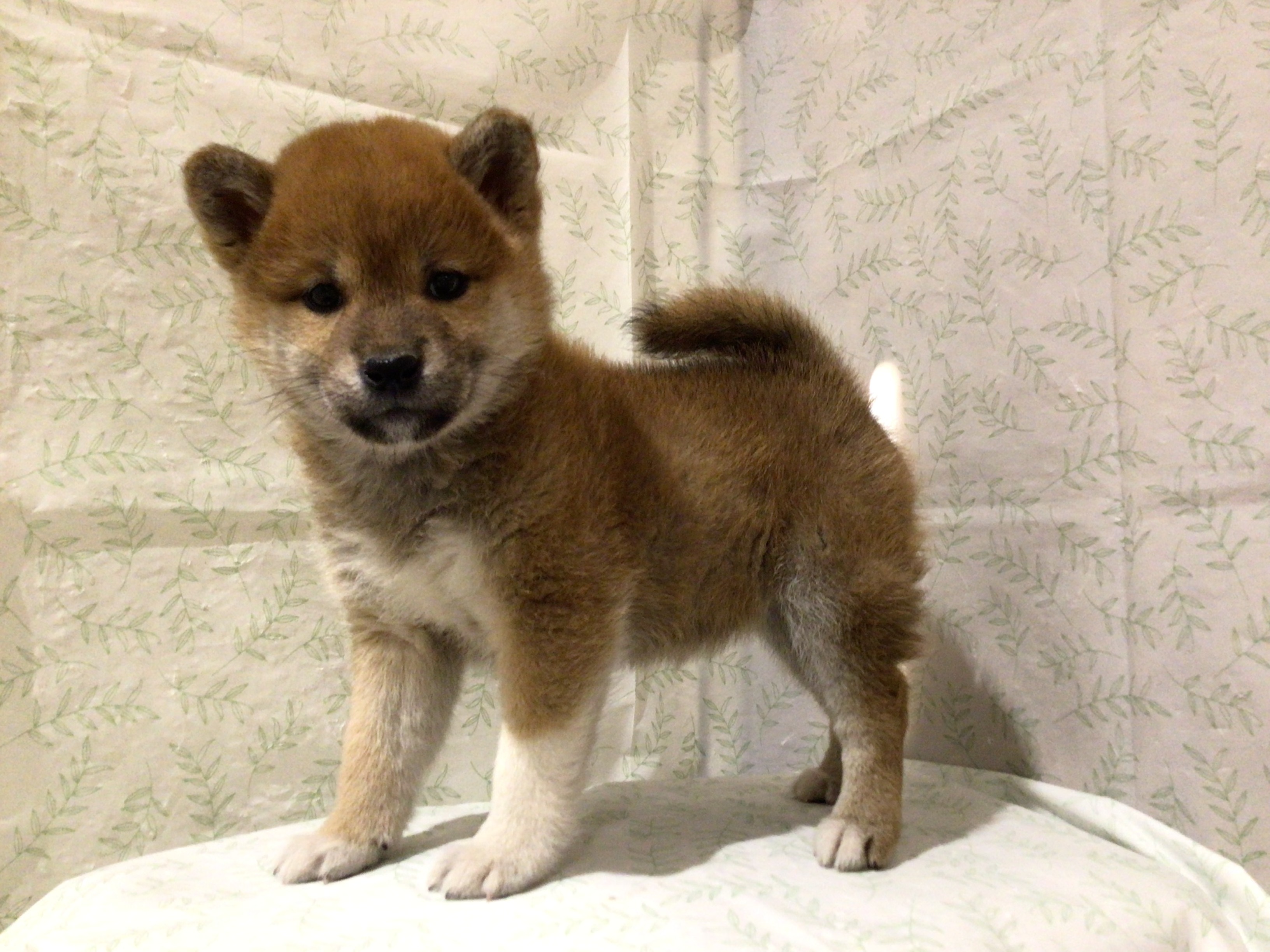 茨城県の柴犬(標準サイズ) (ペッツワン高萩店/2026年3月2日生まれ/女の子/赤)の子犬