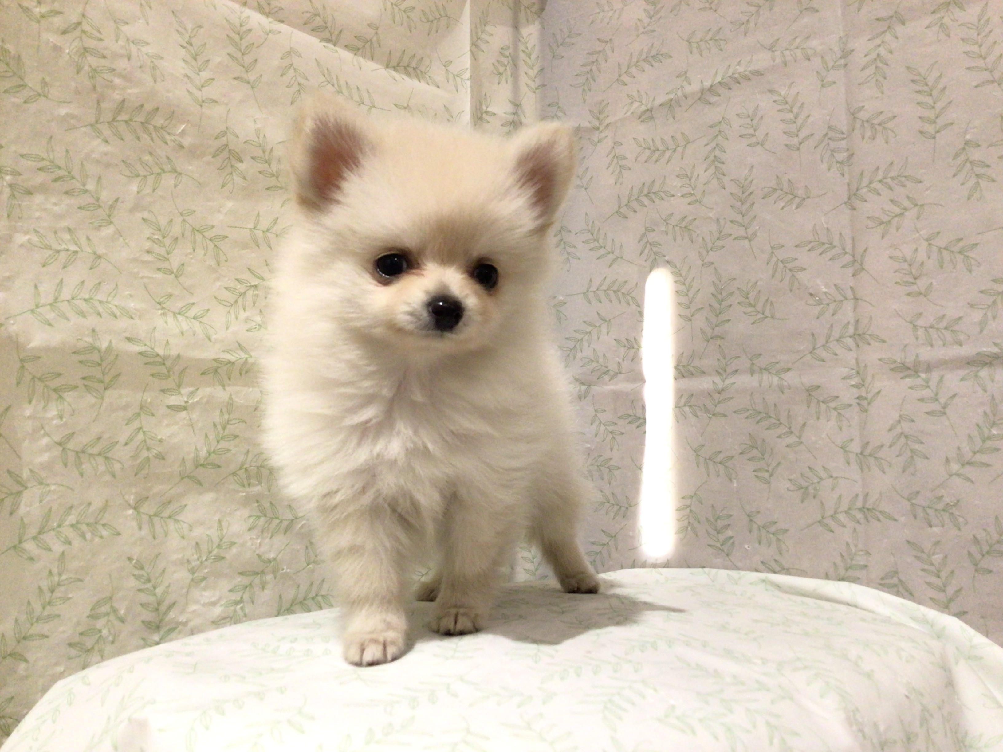 茨城県のハーフ犬・ミックス犬 (ペッツワン高萩店/2026年3月8日生まれ/女の子/クリーム)の子犬