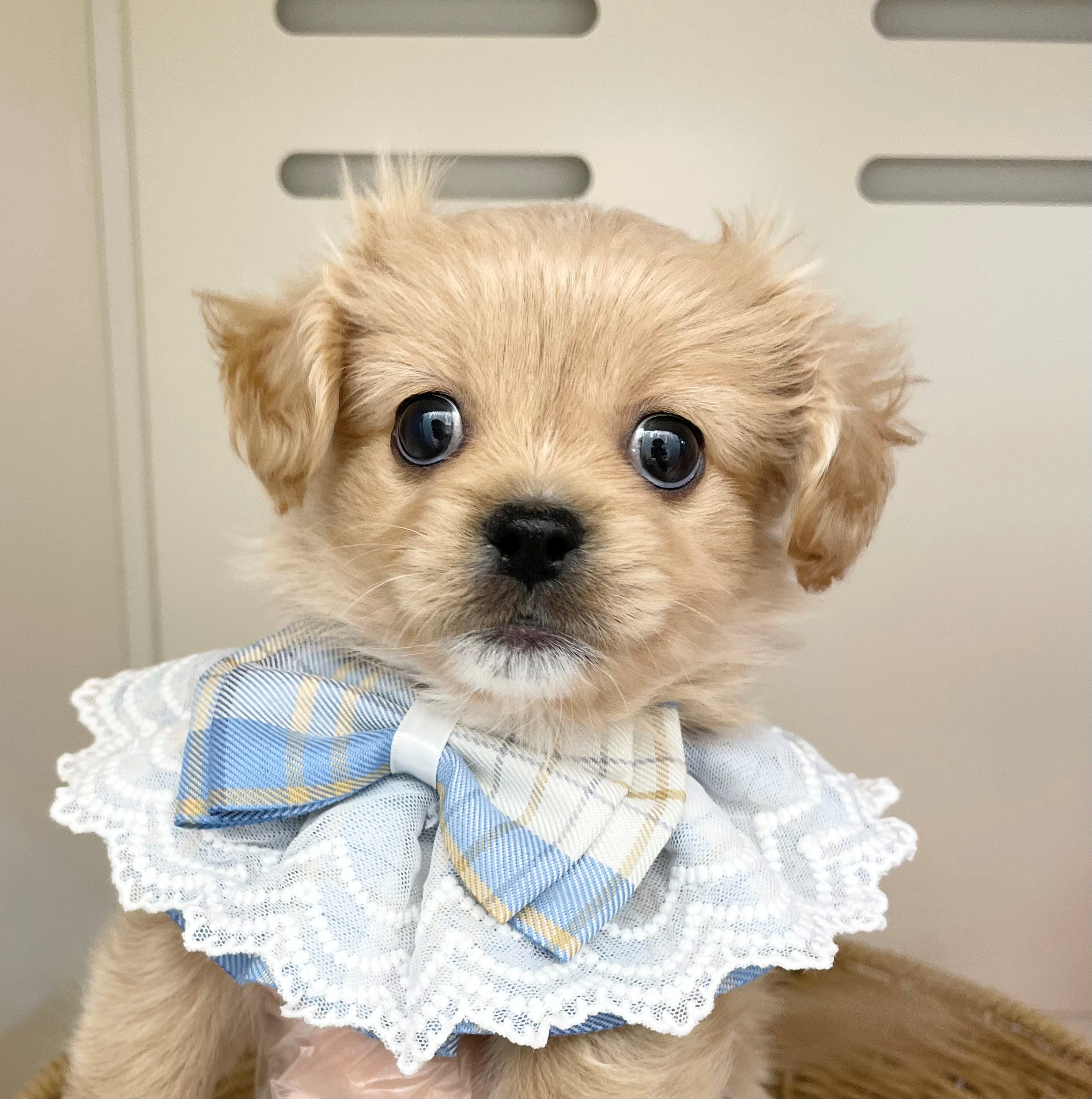 岐阜県のハーフ犬・ミックス犬 (ペッツワン可児店/2026年2月27日生まれ/男の子/クリーム)の子犬の1枚目の画像