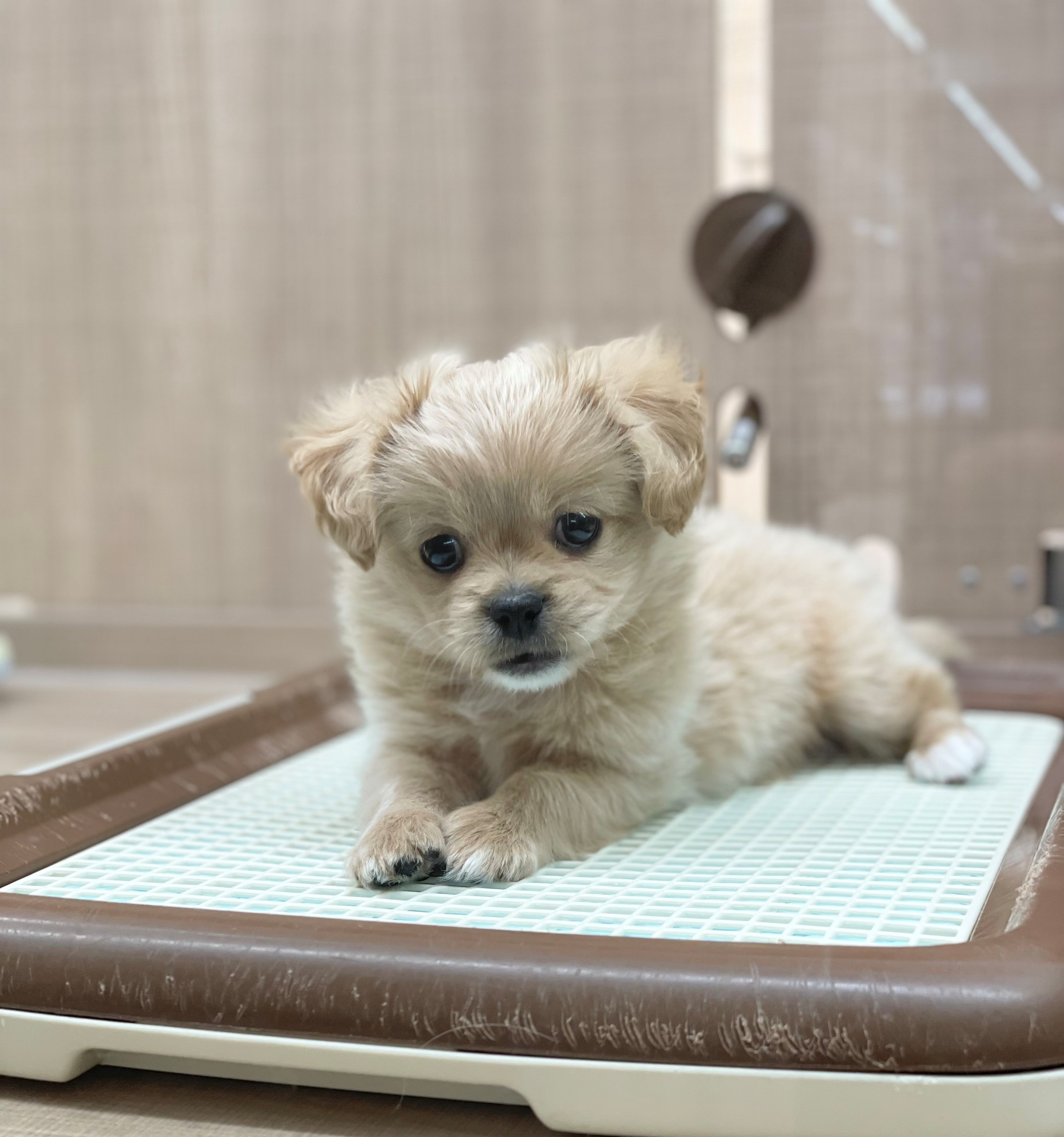 岐阜県のハーフ犬・ミックス犬 (ペッツワン可児店/2026年2月27日生まれ/男の子/クリーム)の子犬の2枚目の画像