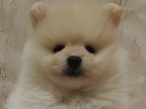 埼玉県のポメラニアン (ペッツワン羽生店/2026年3月5日生まれ/男の子/クリーム)の子犬