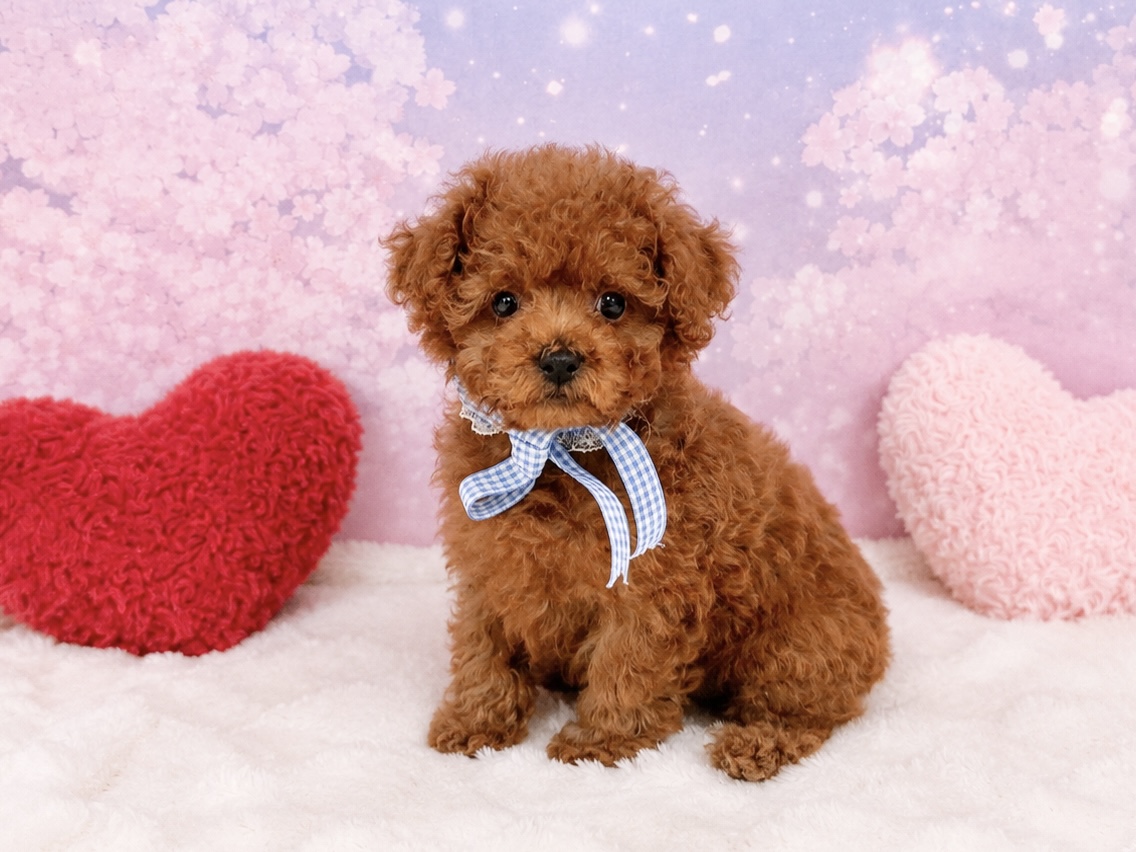 兵庫県のトイプードル(トイ) (ペッツワン神戸深江浜店/2026年2月25日生まれ/男の子/レッドフォーン)の子犬