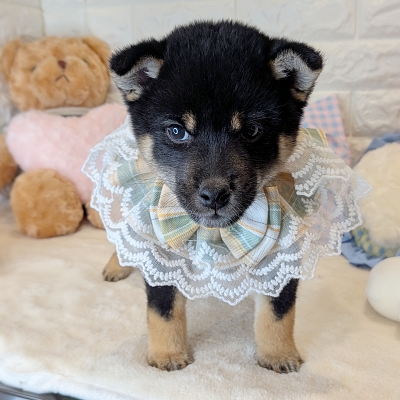 京都府の柴犬(標準サイズ) (ペッツワン亀岡店/2026年3月1日生まれ/男の子/黒)の子犬