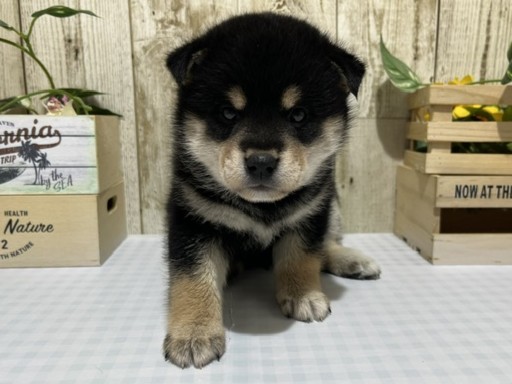 静岡県の柴犬(標準サイズ) (ペッツワン浜松都田テクノ店/2026年3月10日生まれ/女の子/黒)の子犬