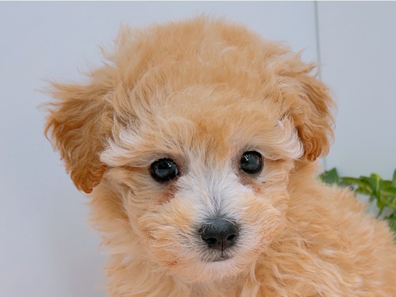 愛知県のハーフ犬・ミックス犬 (ペッツワン小牧店/2026年3月14日生まれ/女の子/アプリコット)の子犬