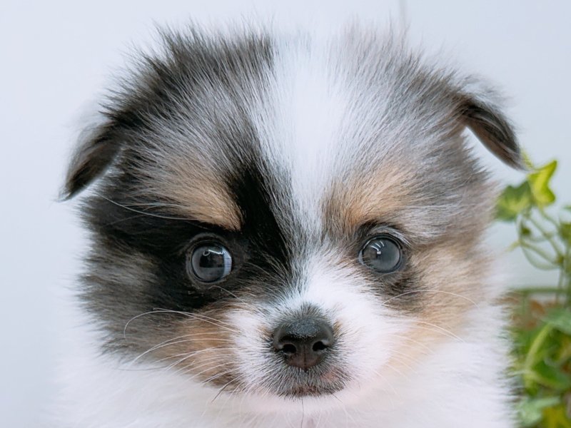 愛知県のハーフ犬・ミックス犬 (ペッツワン小牧店/2026年3月15日生まれ/男の子/グレーマール)の子犬