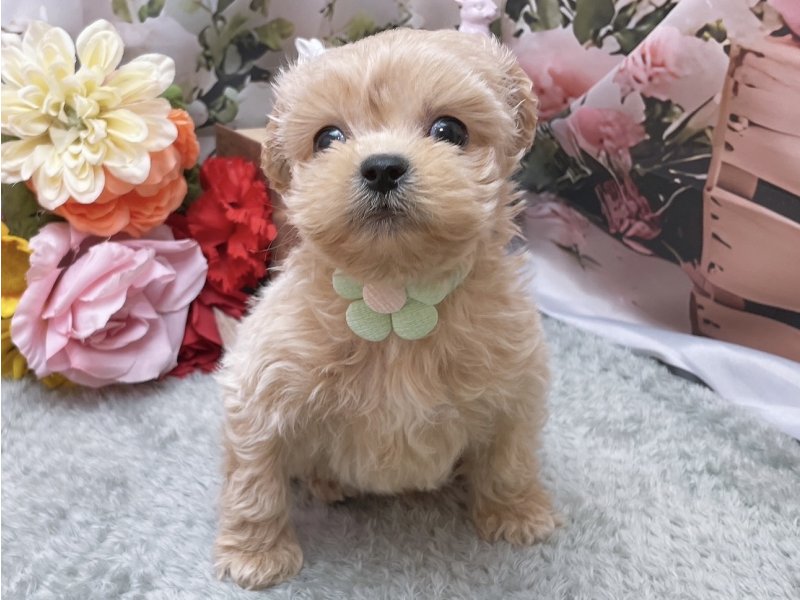 愛知県のハーフ犬・ミックス犬 (ペッツワン豊田四郷店/2026年1月4日生まれ/男の子/クリーム)の子犬の2枚目の画像