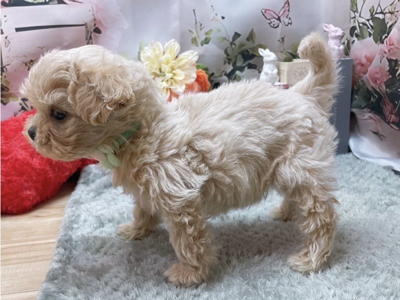 愛知県のハーフ犬・ミックス犬 (ペッツワン豊田四郷店/2026年1月4日生まれ/男の子/クリーム)の子犬の3枚目の画像