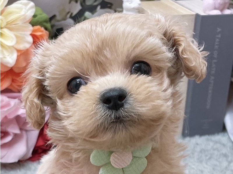 愛知県のハーフ犬・ミックス犬 (ペッツワン豊田四郷店/2026年1月4日生まれ/男の子/クリーム)の子犬の1枚目の画像
