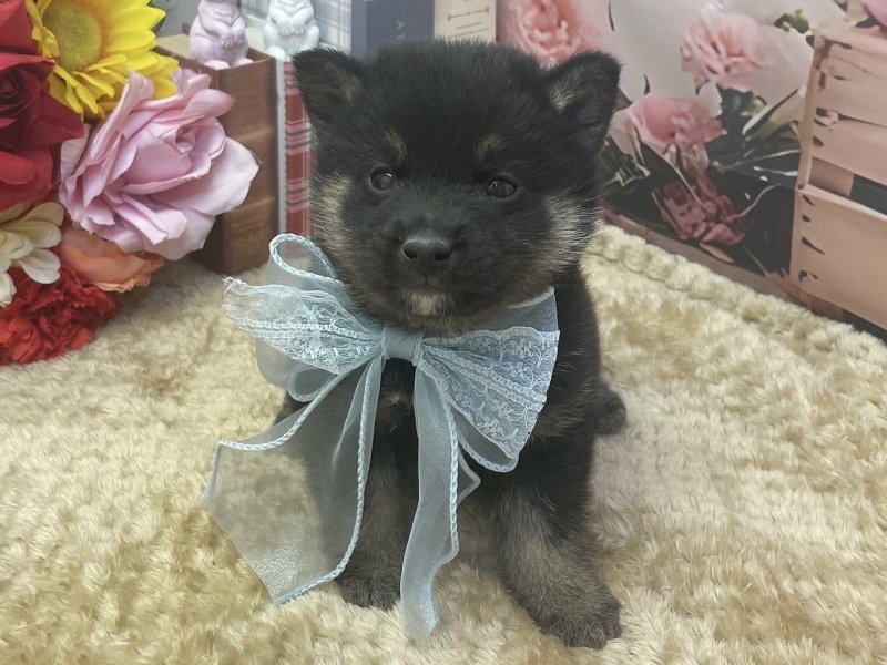 愛知県の柴犬(標準サイズ) (ペッツワン豊田四郷店/2026年2月21日生まれ/男の子/黒)の子犬の2枚目の画像