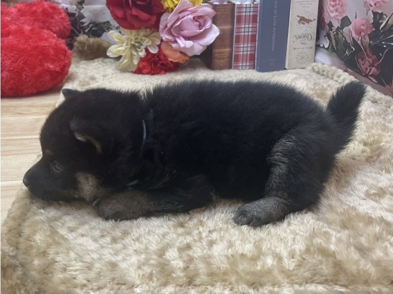 愛知県の柴犬(標準サイズ) (ペッツワン豊田四郷店/2026年2月21日生まれ/男の子/黒)の子犬の3枚目の画像