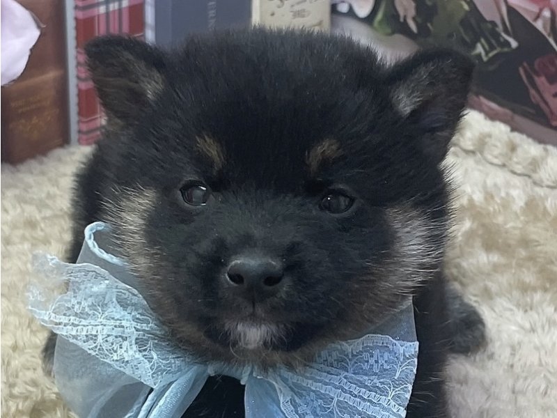 愛知県の柴犬(標準サイズ) (ペッツワン豊田四郷店/2026年2月21日生まれ/男の子/黒)の子犬の1枚目の画像