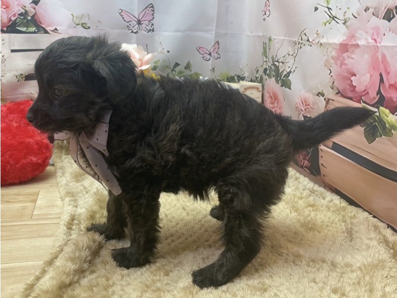 愛知県のハーフ犬・ミックス犬 (ペッツワン豊田四郷店/2026年2月21日生まれ/女の子/ブリンドル)の子犬の3枚目の画像