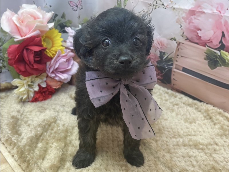 愛知県のハーフ犬・ミックス犬 (ペッツワン豊田四郷店/2026年2月21日生まれ/女の子/ブリンドル)の子犬の2枚目の画像