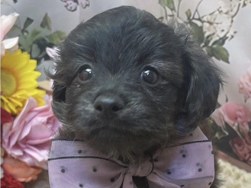 愛知県のハーフ犬・ミックス犬 (ペッツワン豊田四郷店/2026年2月21日生まれ/女の子/ブリンドル)の子犬の1枚目の画像