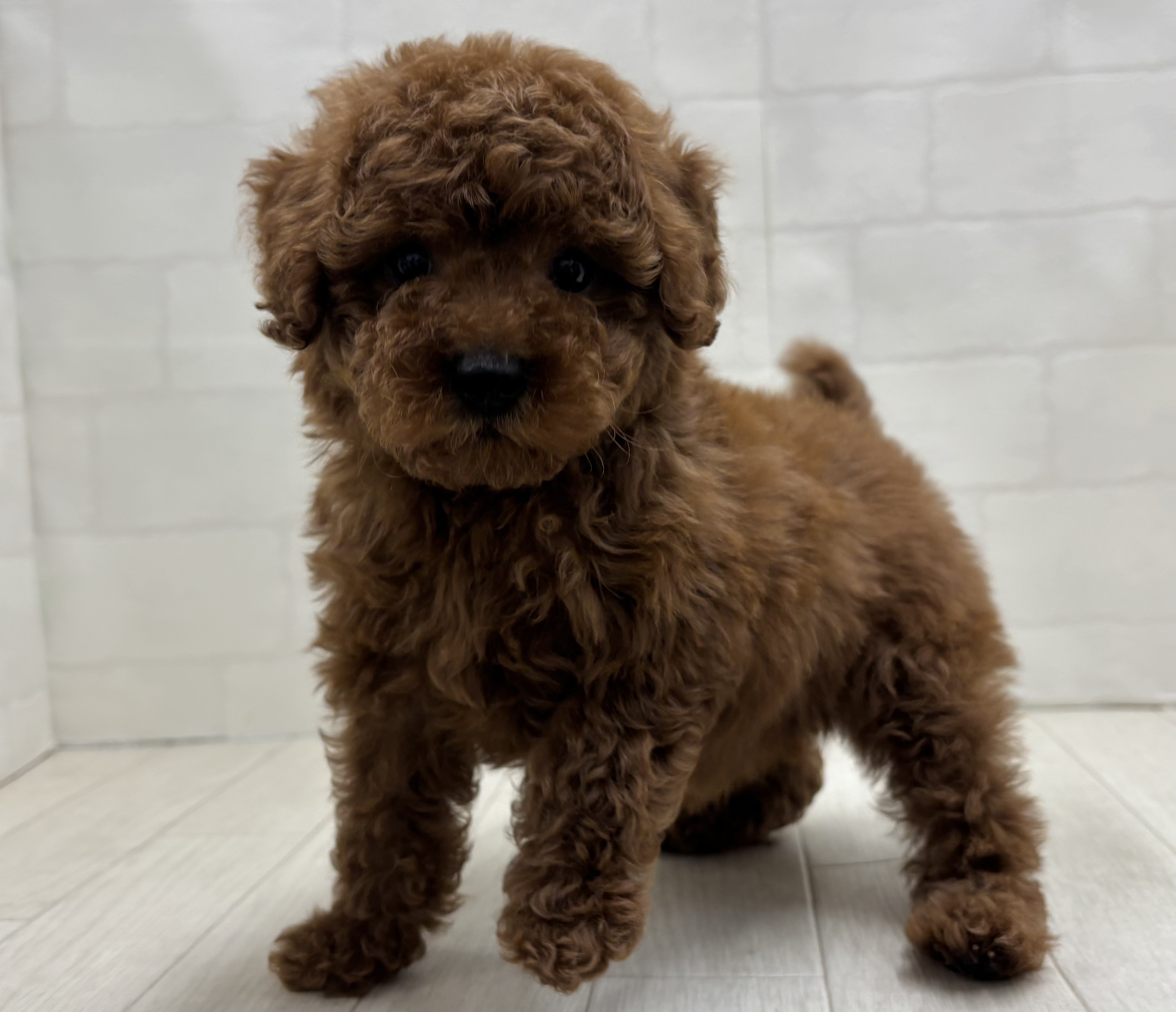埼玉県のトイプードル(トイ) (ペッツワン大利根店/2026年3月8日生まれ/男の子/レッド)の子犬