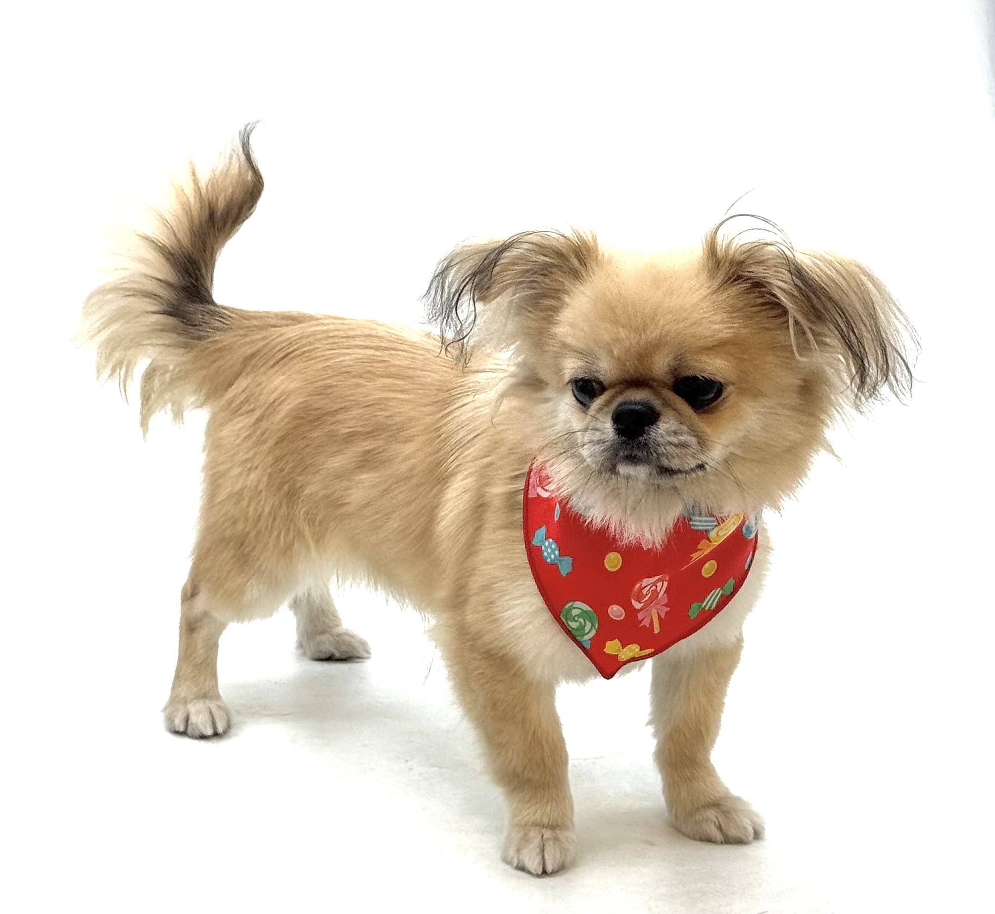 埼玉県のハーフ犬・ミックス犬 (ペッツワン深谷川本店/2025年9月15日生まれ/男の子/フォーン)の子犬の3枚目の画像