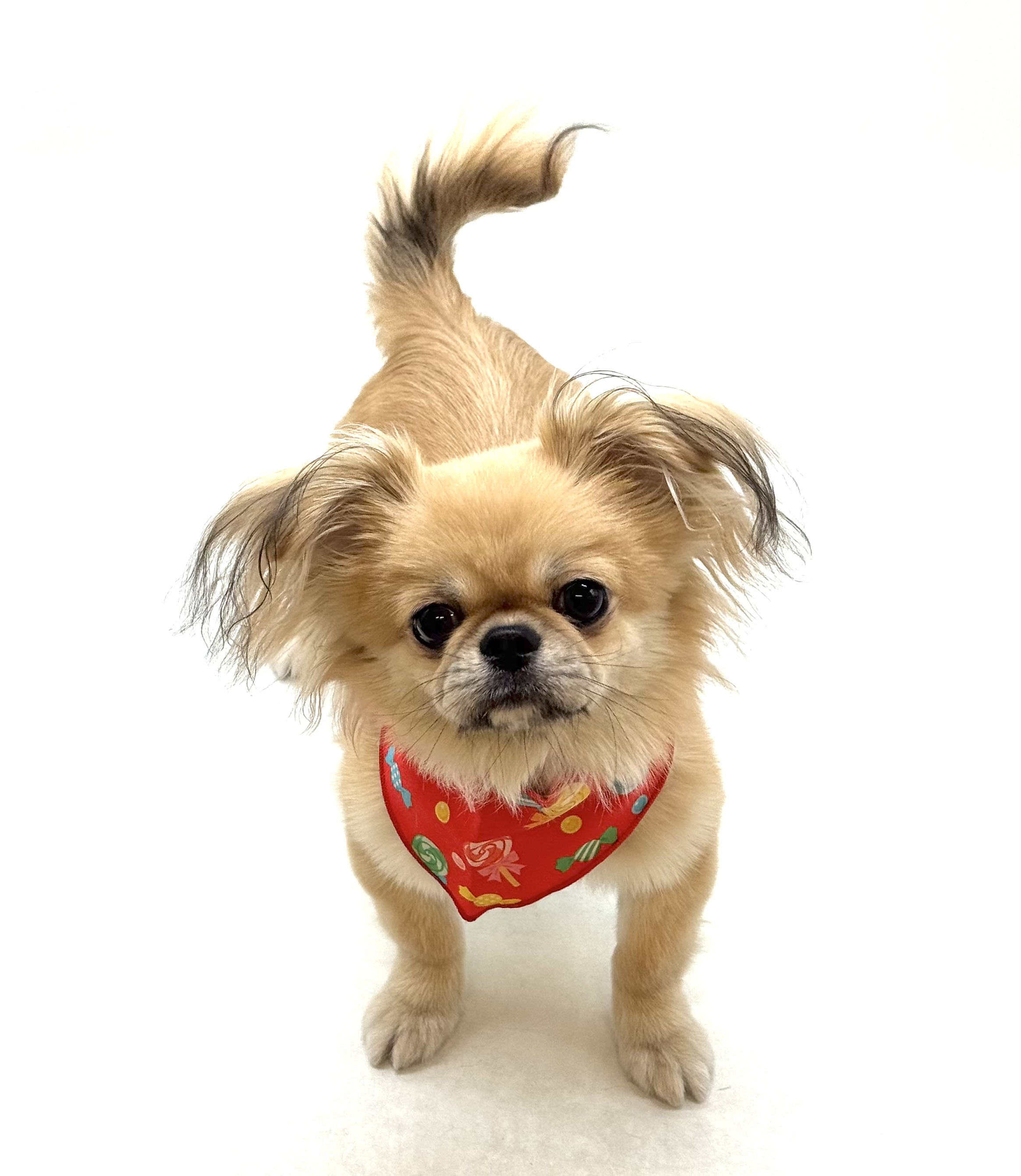 埼玉県のハーフ犬・ミックス犬 (ペッツワン深谷川本店/2025年9月15日生まれ/男の子/フォーン)の子犬の1枚目の画像