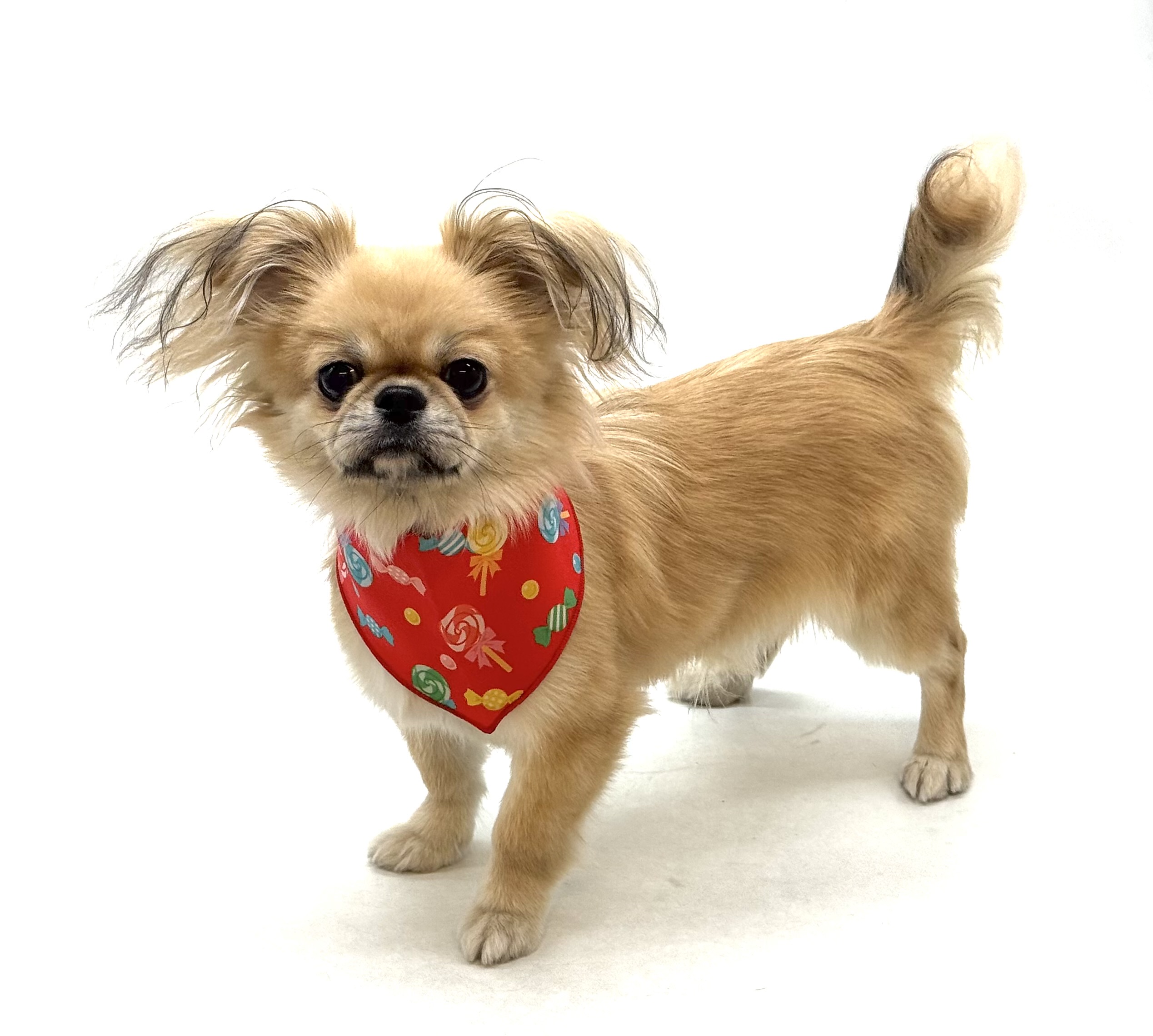 埼玉県のハーフ犬・ミックス犬 (ペッツワン深谷川本店/2025年9月15日生まれ/男の子/フォーン)の子犬の2枚目の画像