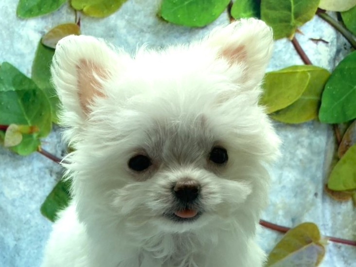 埼玉県のハーフ犬・ミックス犬 (ペッツワン北本店/2025年11月22日生まれ/女の子/クリーム)の子犬