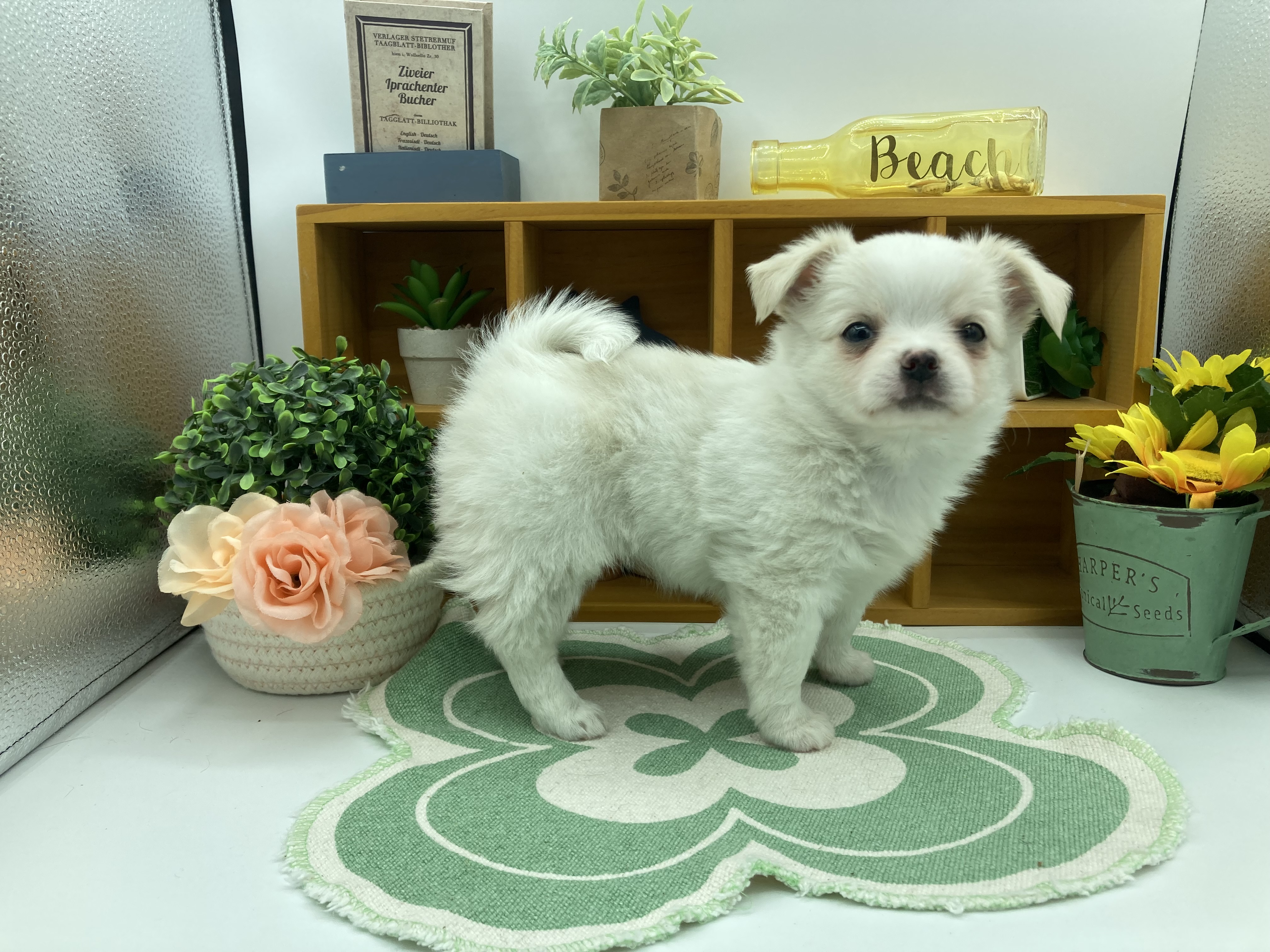 静岡県のハーフ犬・ミックス犬 (ペッツワン清水店/2026年3月12日生まれ/女の子/クリーム)の子犬