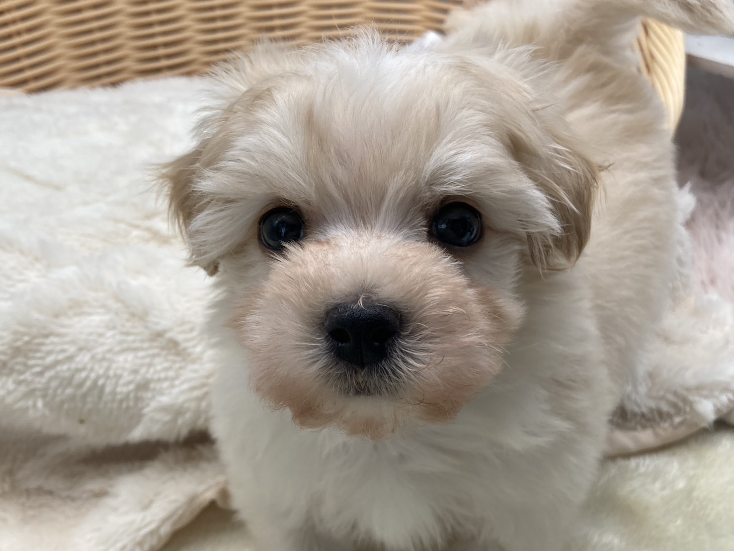 静岡県のハーフ犬・ミックス犬 (ペッツワン藤枝店/2026年1月4日生まれ/男の子/クリーム)の子犬