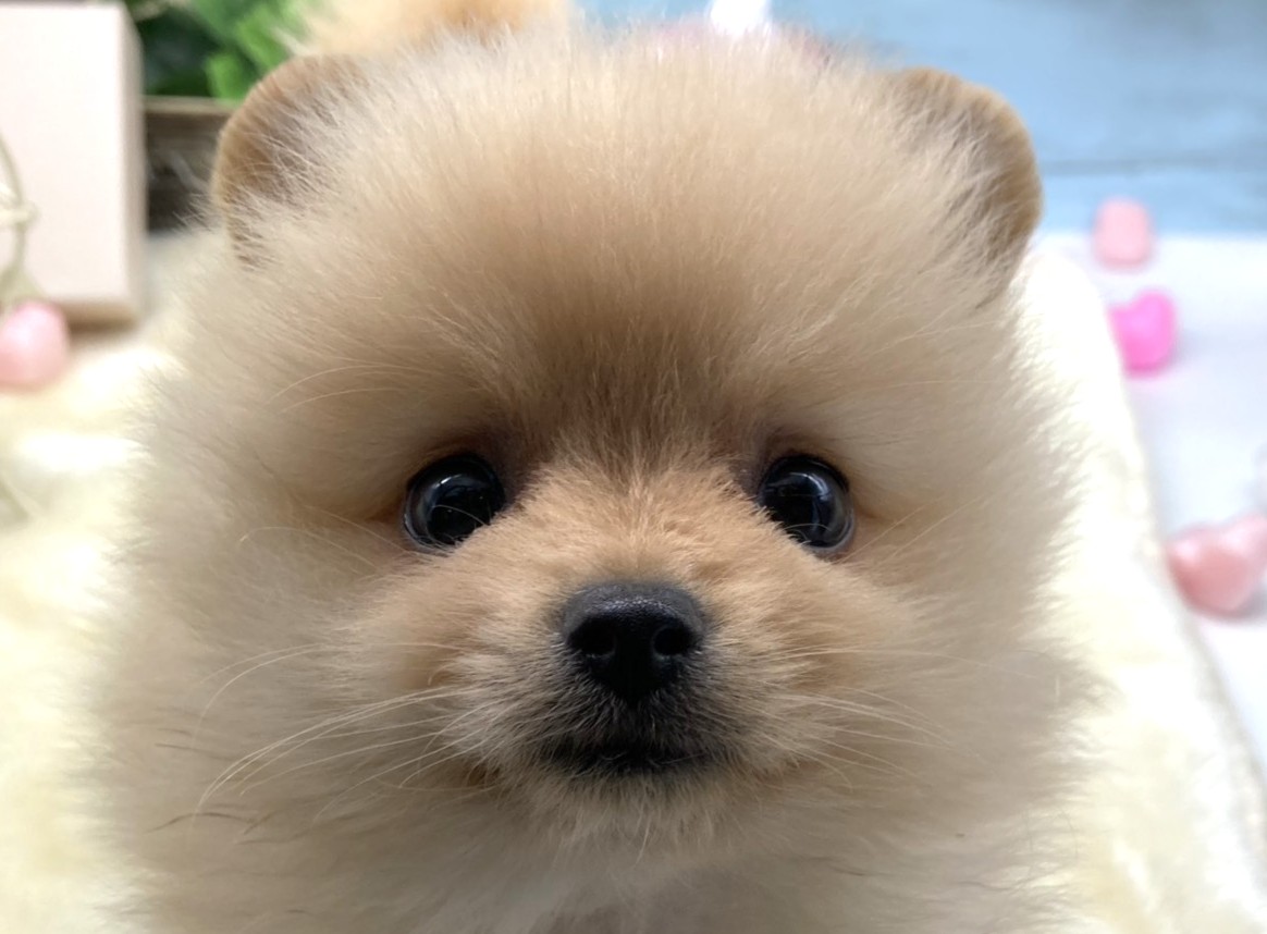 静岡県のポメラニアン (ペッツワン藤枝店/2026年3月4日生まれ/女の子/クリーム)の子犬