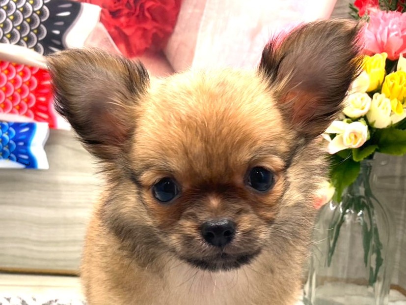 京都府のハーフ犬・ミックス犬 (ペッツワン木津川店/2026年3月1日生まれ/女の子/レッド)の子犬の1枚目の画像