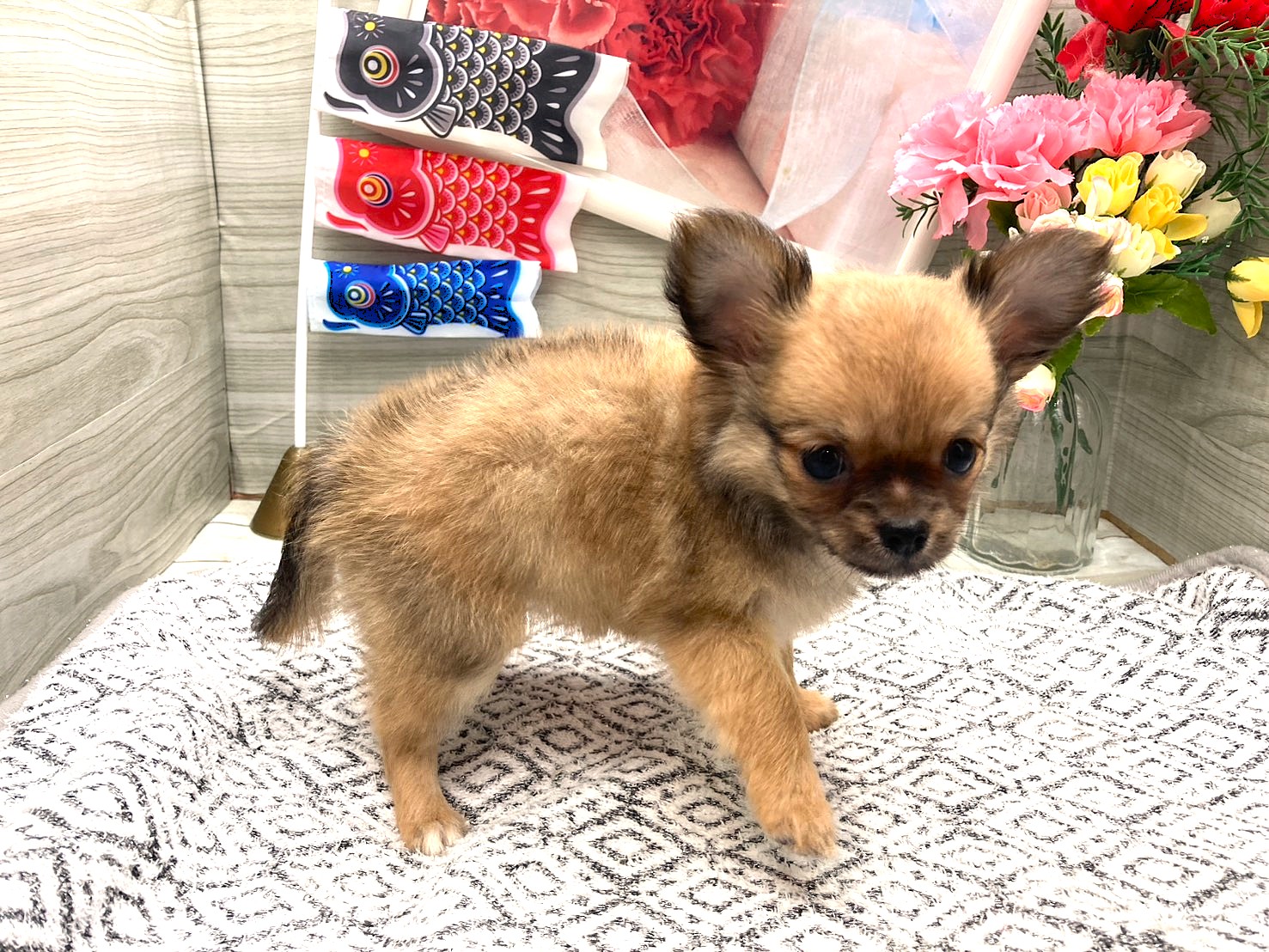 京都府のハーフ犬・ミックス犬 (ペッツワン木津川店/2026年3月1日生まれ/女の子/レッド)の子犬の2枚目の画像