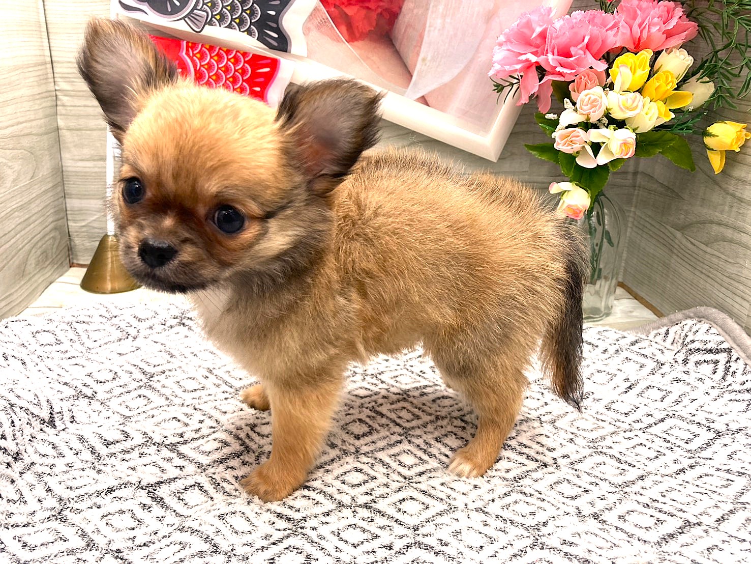京都府のハーフ犬・ミックス犬 (ペッツワン木津川店/2026年3月1日生まれ/女の子/レッド)の子犬の3枚目の画像