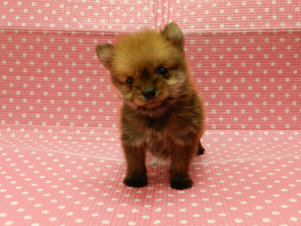 静岡県のハーフ犬・ミックス犬 (ペッツワン御殿場店/2026年3月14日生まれ/女の子/レッドホワイト)の子犬