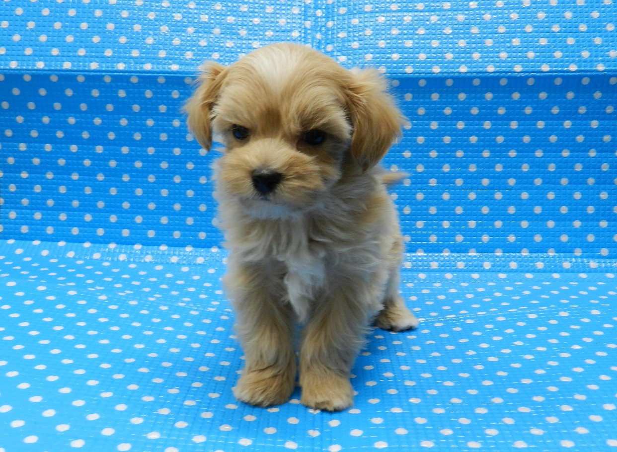 静岡県のハーフ犬・ミックス犬 (ペッツワン御殿場店/2026年3月15日生まれ/男の子/アプリコット)の子犬
