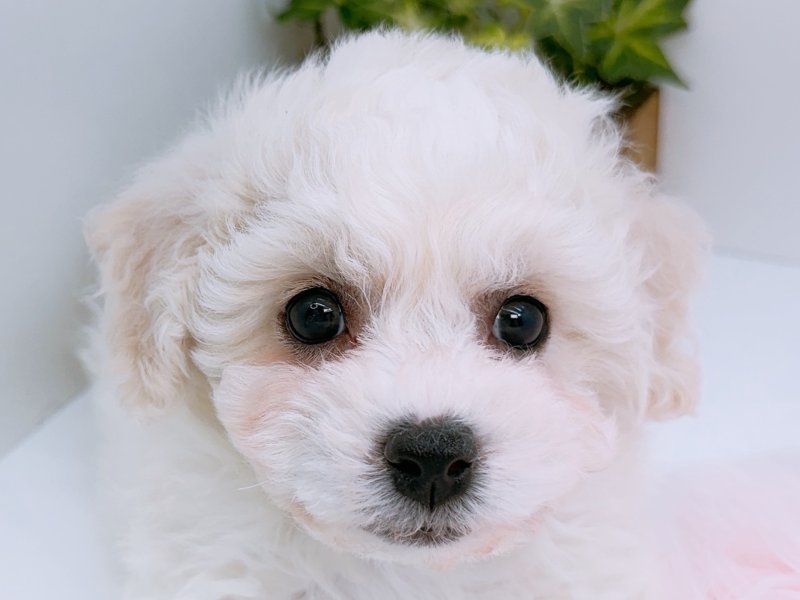 愛知県のビションフリーゼ (ペッツワン小牧店/2026年3月17日生まれ/男の子/ホワイト)の子犬