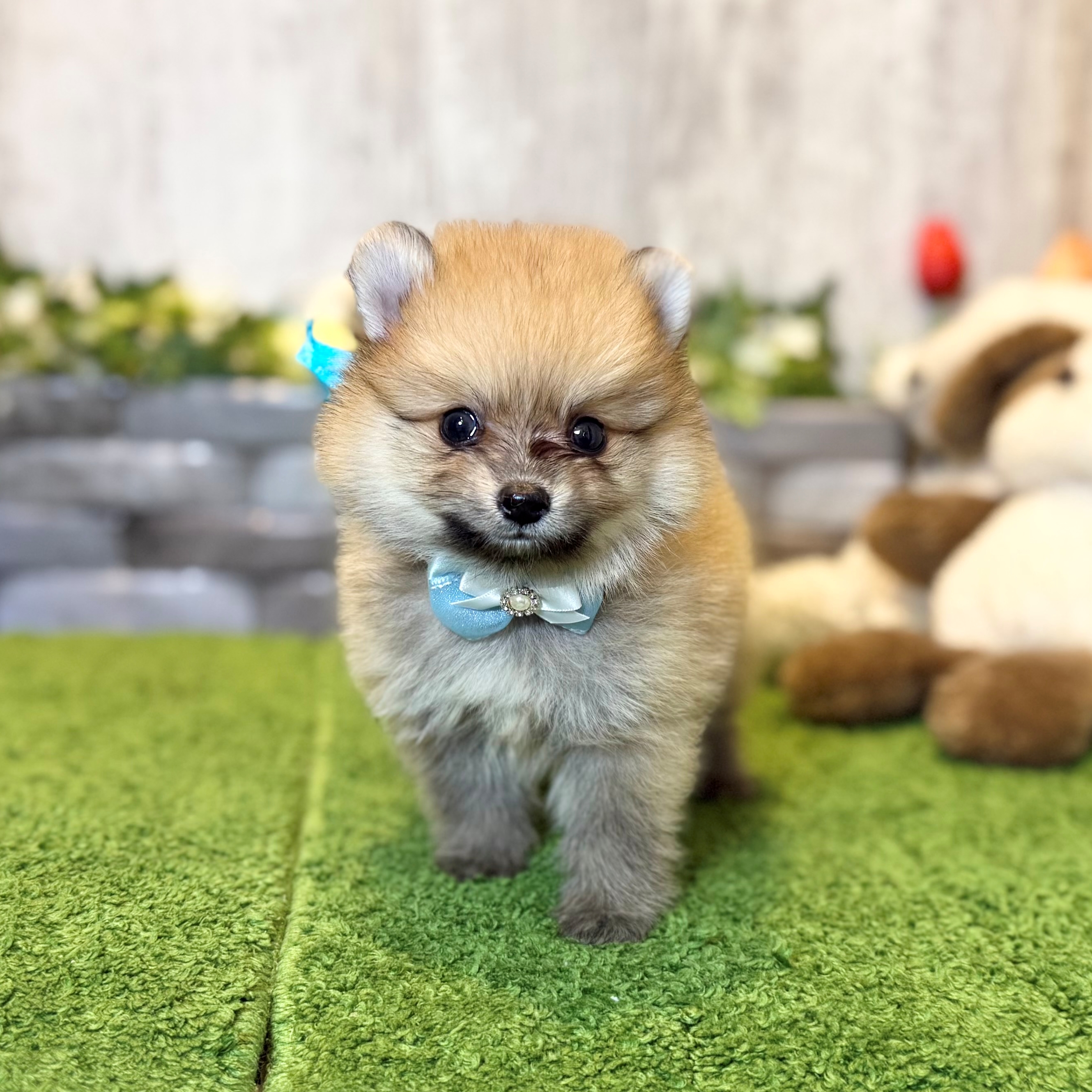 兵庫県のポメラニアン (ペッツワン姫路大津店/2026年3月14日生まれ/男の子/オレンジ)の子犬の2枚目の画像
