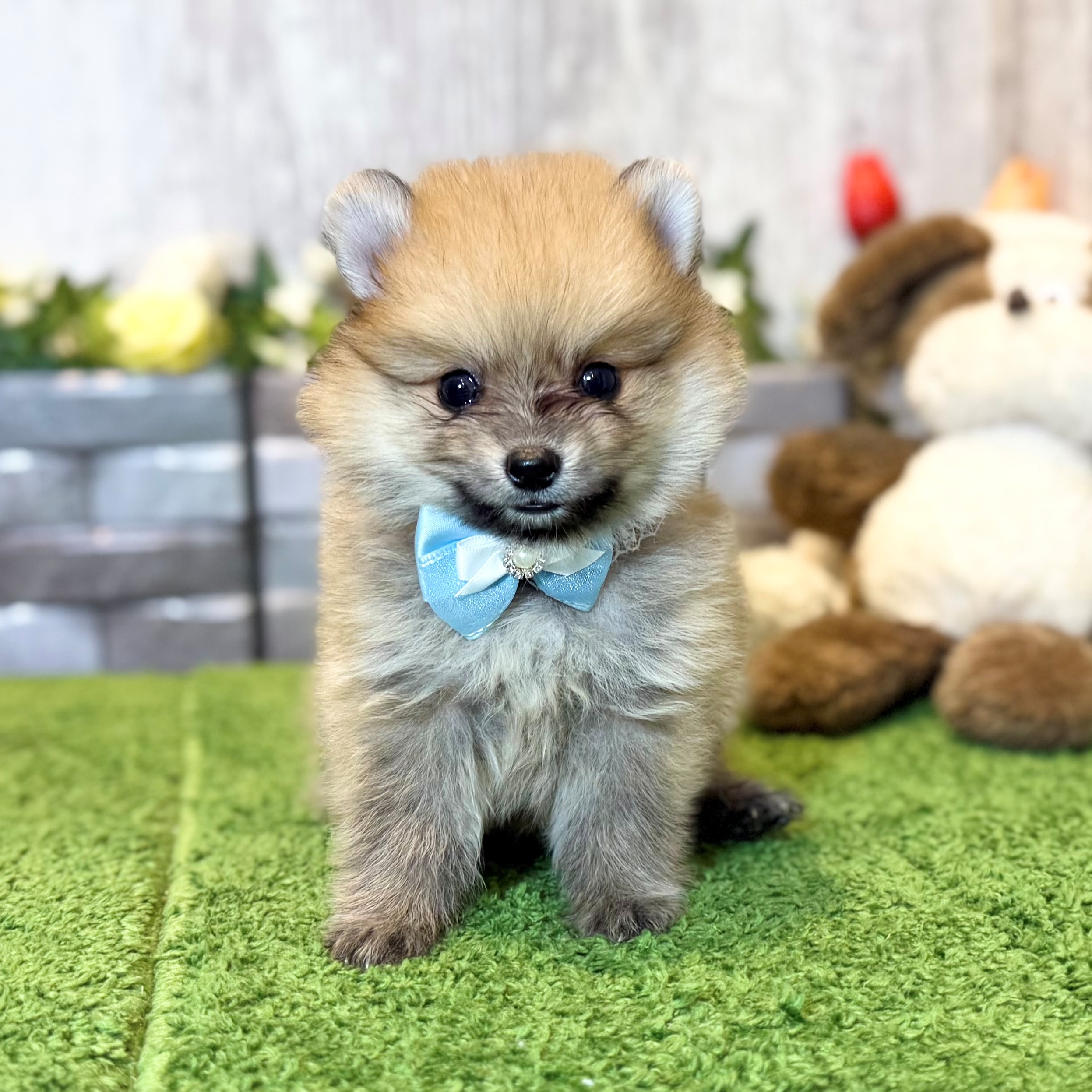 兵庫県のポメラニアン (ペッツワン姫路大津店/2026年3月14日生まれ/男の子/オレンジ)の子犬の1枚目の画像