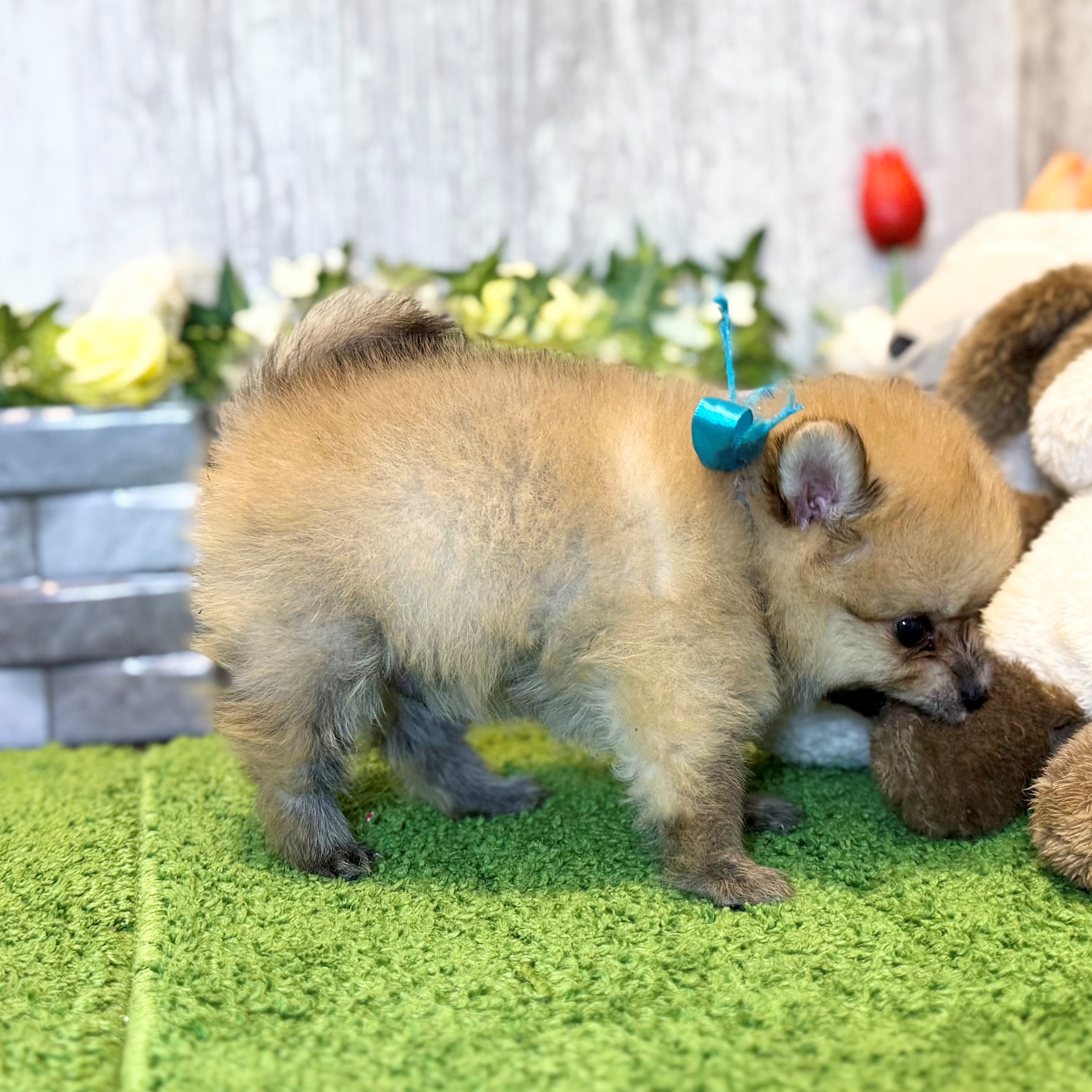 兵庫県のポメラニアン (ペッツワン姫路大津店/2026年3月14日生まれ/男の子/オレンジ)の子犬の3枚目の画像