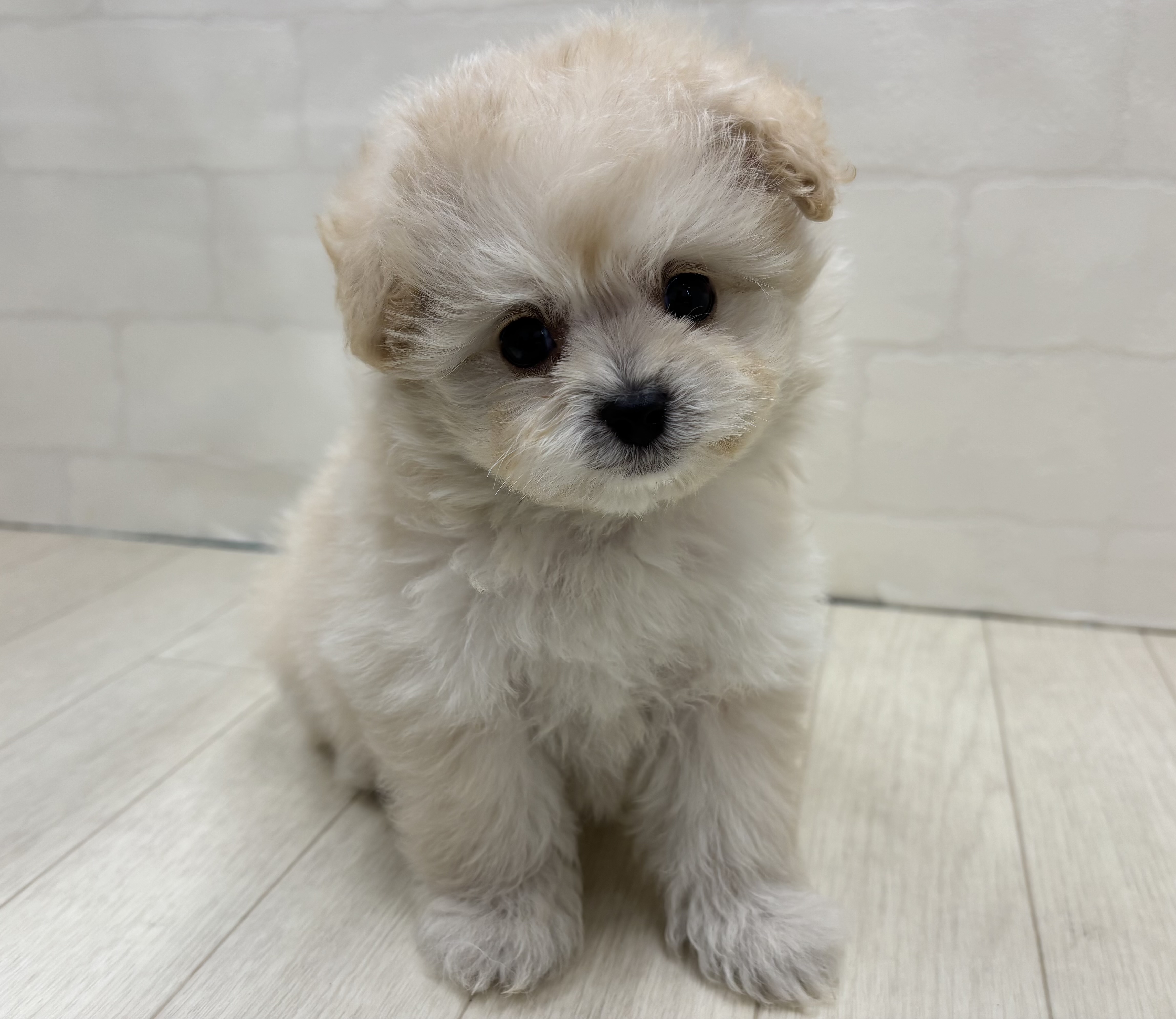 埼玉県のハーフ犬・ミックス犬 (ペッツワン大利根店/2026年3月16日生まれ/男の子/クリーム)の子犬