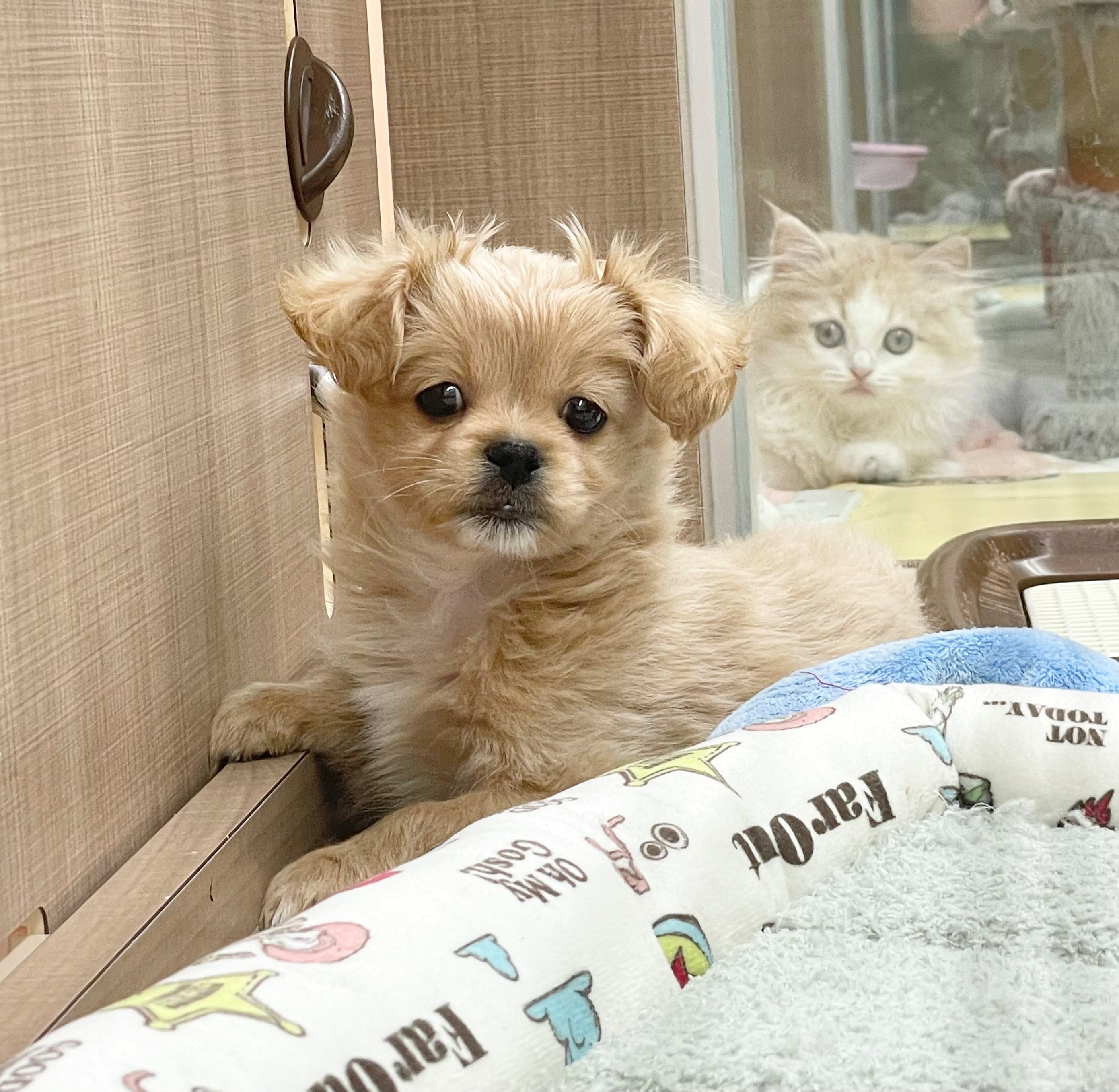 岐阜県のハーフ犬・ミックス犬 (ペッツワン可児店/2026年2月27日生まれ/男の子/クリーム)の子犬の3枚目の画像
