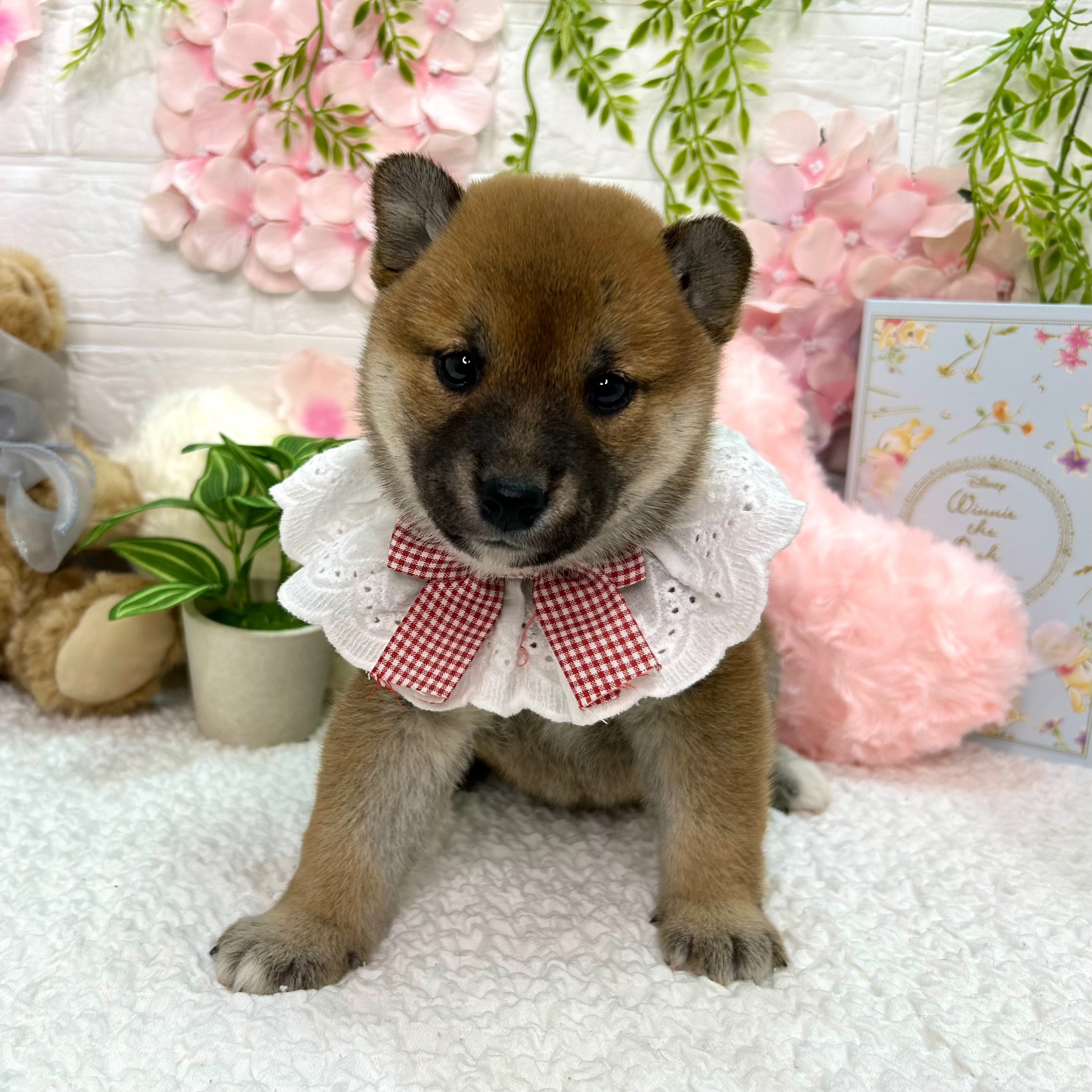 大阪府の柴犬(標準サイズ) (ペッツワン東大阪店/2026年3月10日生まれ/女の子/赤)の子犬