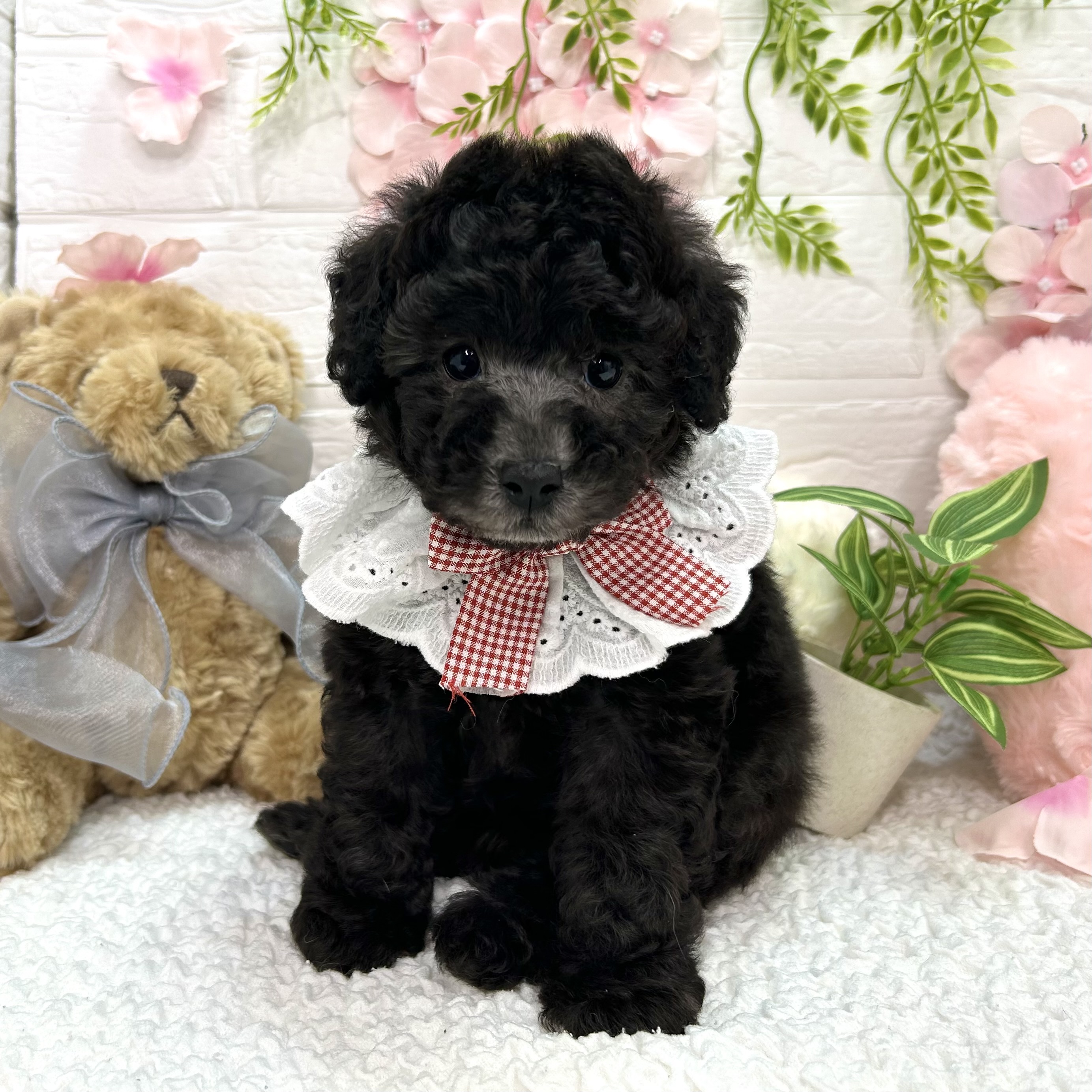 大阪府のトイプードル(トイ) (ペッツワン東大阪店/2026年3月19日生まれ/女の子/グレー)の子犬