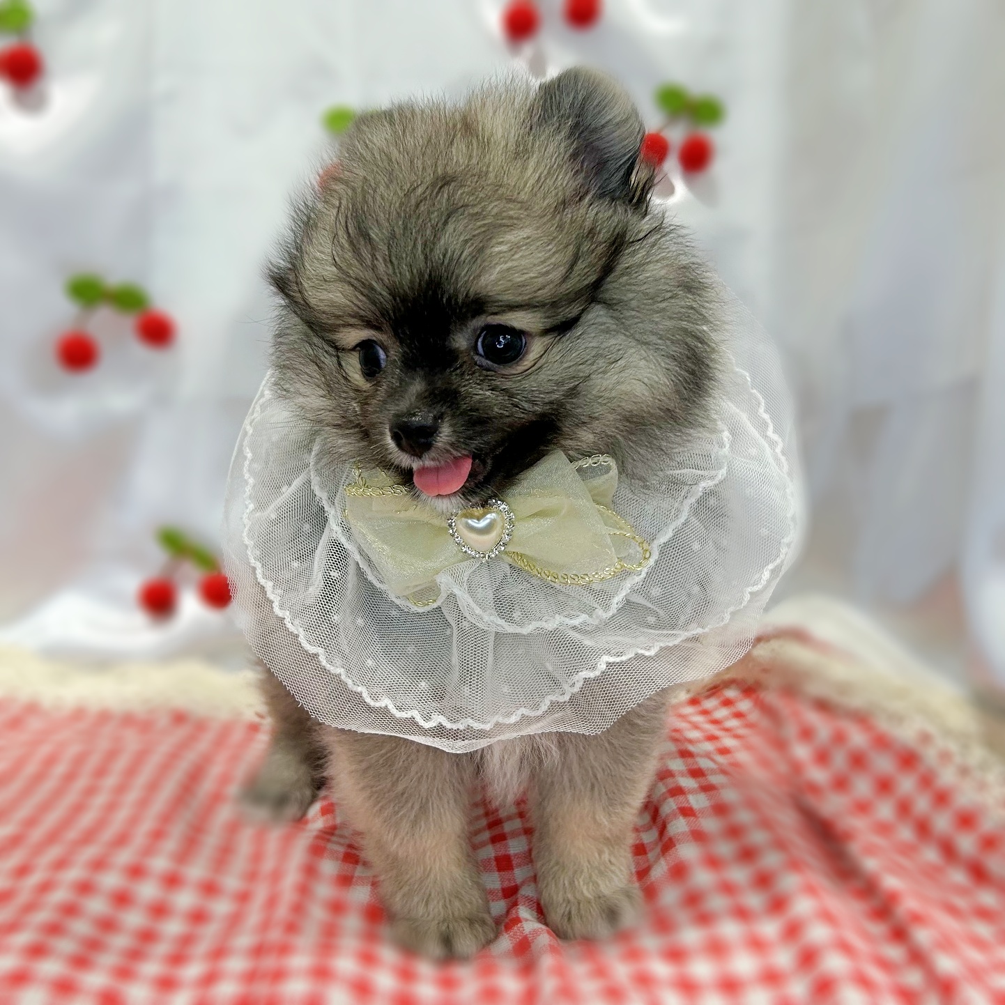 滋賀県のポメラニアン (ペッツワン堅田店/2026年3月11日生まれ/男の子/ブラウン)の子犬の3枚目の画像