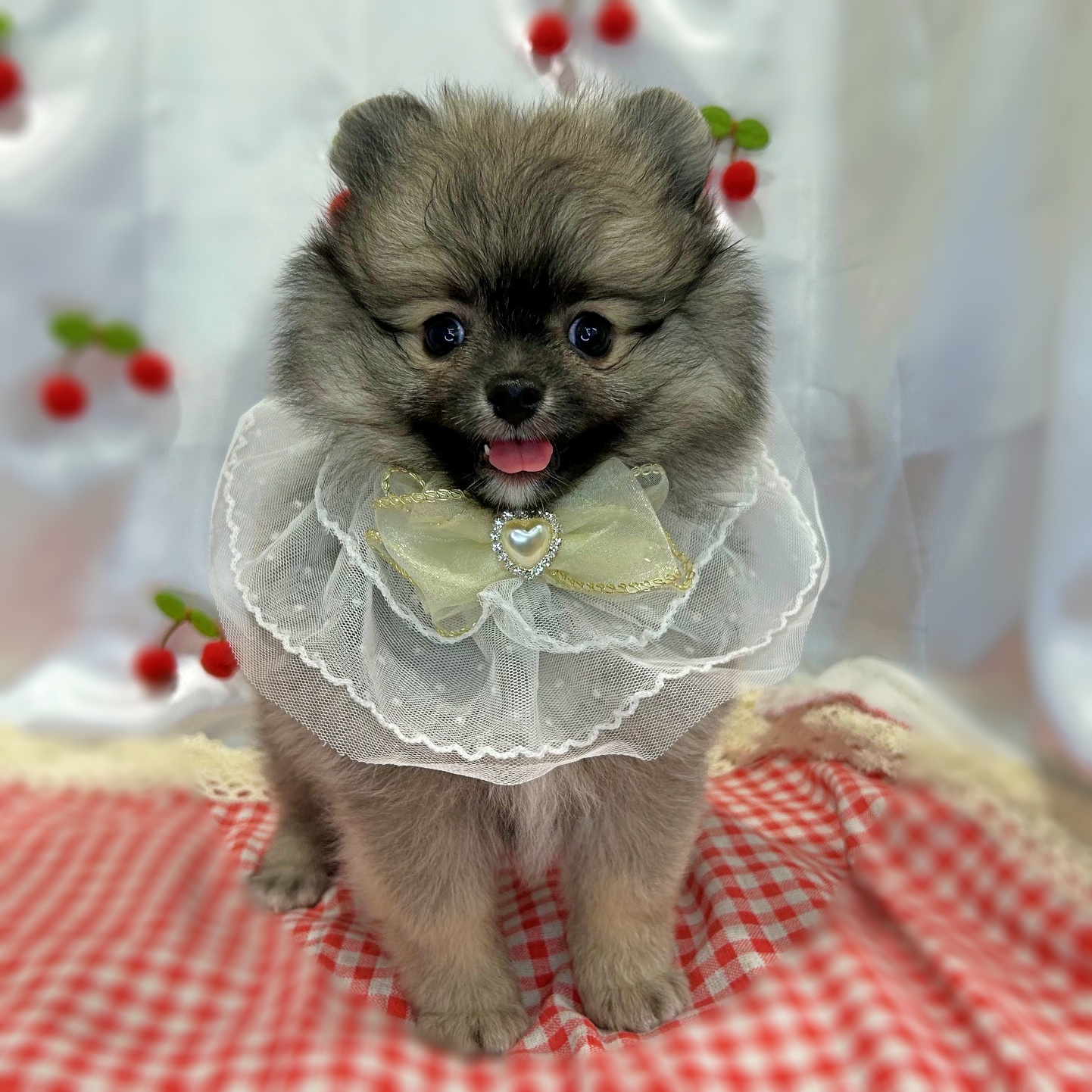 滋賀県のポメラニアン (ペッツワン堅田店/2026年3月11日生まれ/男の子/ブラウン)の子犬の1枚目の画像