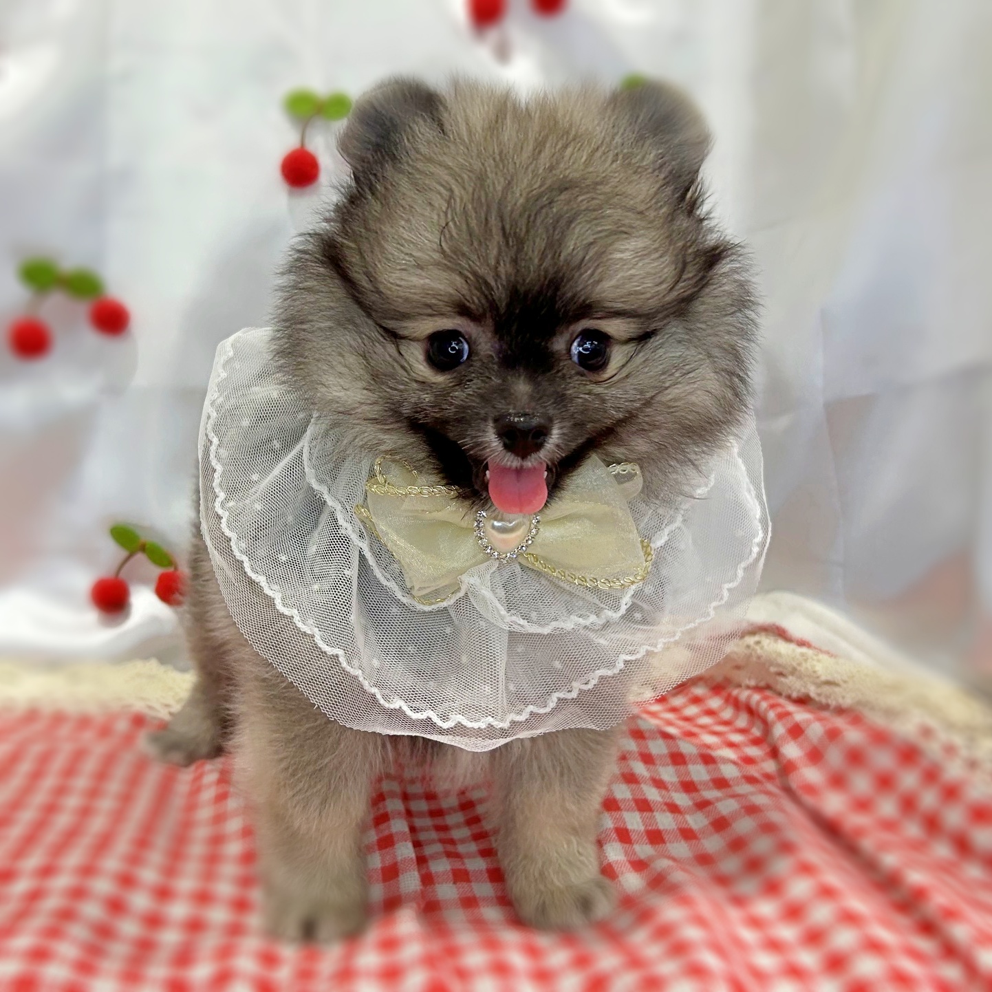 滋賀県のポメラニアン (ペッツワン堅田店/2026年3月11日生まれ/男の子/ブラウン)の子犬の2枚目の画像
