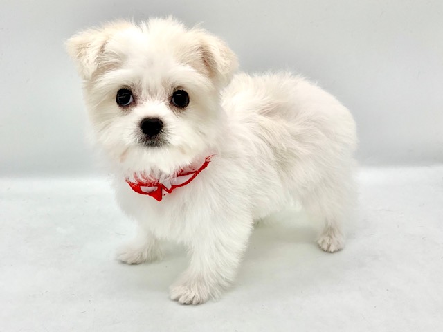埼玉県のハーフ犬・ミックス犬 (ペッツワンなめがわモール店/2026年2月2日生まれ/男の子/ホワイト)の子犬