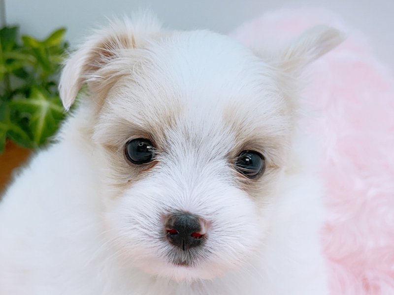 愛知県のハーフ犬・ミックス犬 (ペッツワン小牧店/2026年2月28日生まれ/男の子/ホワイト)の子犬