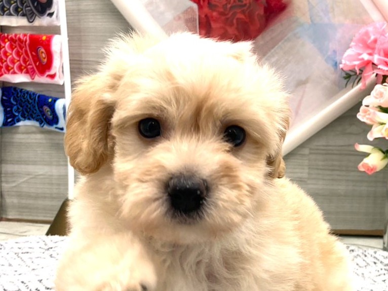 京都府のハーフ犬・ミックス犬 (ペッツワン木津川店/2026年3月9日生まれ/男の子/アプリコット)の子犬