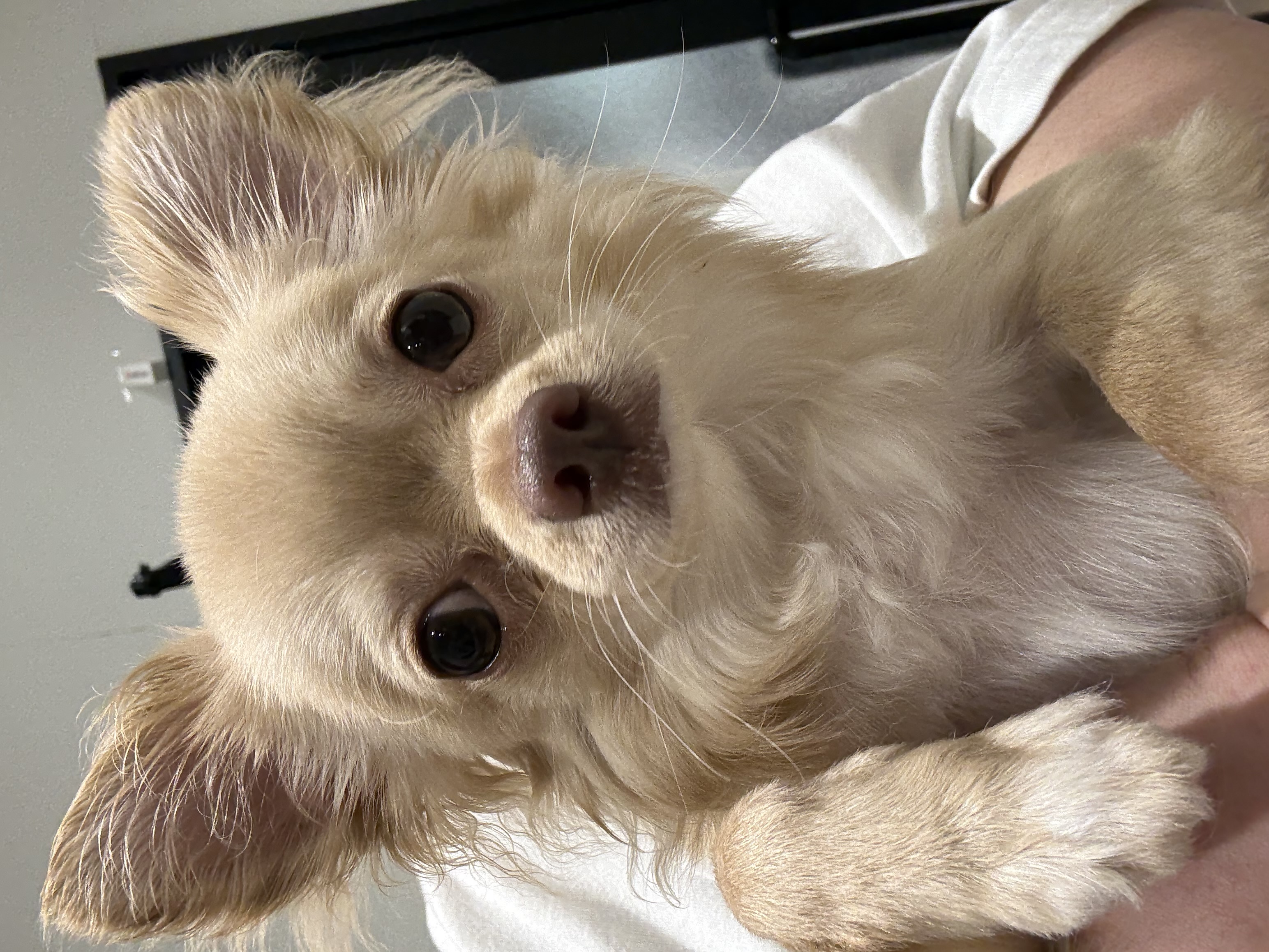 宮城県のハーフ犬・ミックス犬 (ペッツワン古川店/2025年9月21日生まれ/男の子/クリーム)の子犬の2枚目の画像